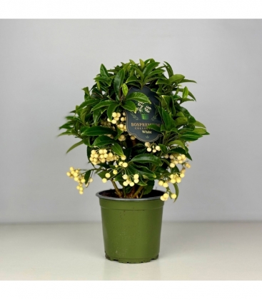 Ardisia