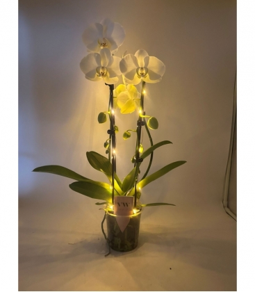 Phalaenopsis