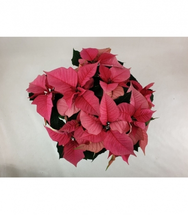 Poinsettia
