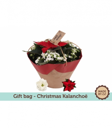 Kalanchoe