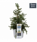 Picea