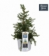 Picea
