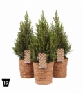 Picea