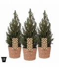 Picea