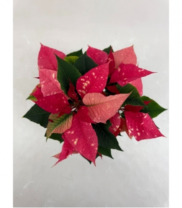 Poinsettia