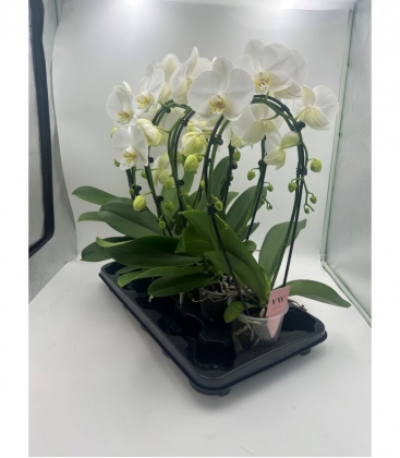Phalaenopsis