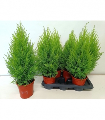 Cupressus
