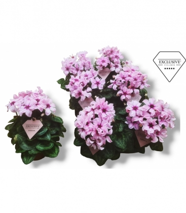 Cyclamen