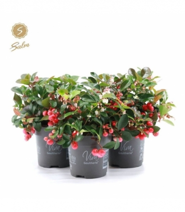 Gaultheria
