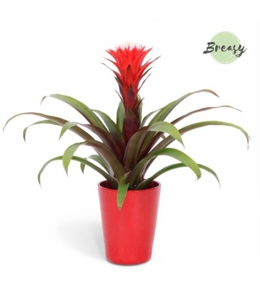 Guzmania