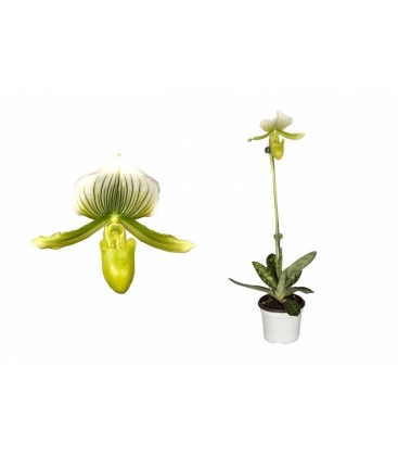 Paphiopedilum