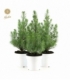 Pinus