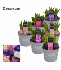 Hyacinthus