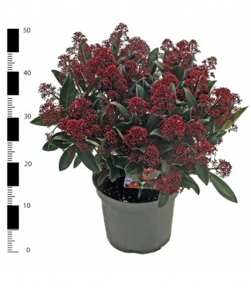 Skimmia