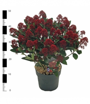 Skimmia