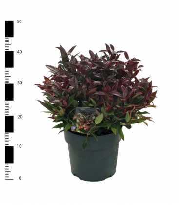 Leucothoe