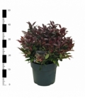 Leucothoe