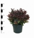 Leucothoe
