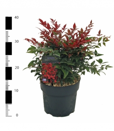 Nandina