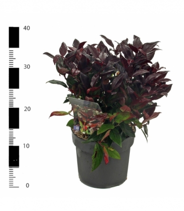 Leucothoe