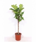 Ficus