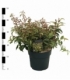 Leucothoe