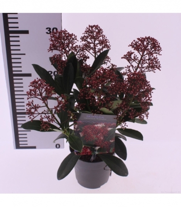 Skimmia