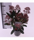 Skimmia