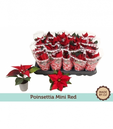 Poinsettia
