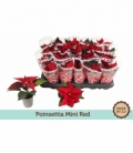 Poinsettia