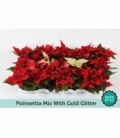 Poinsettia