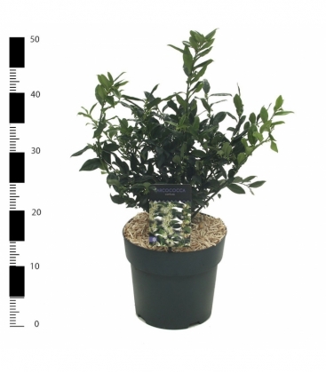 Sarcococca