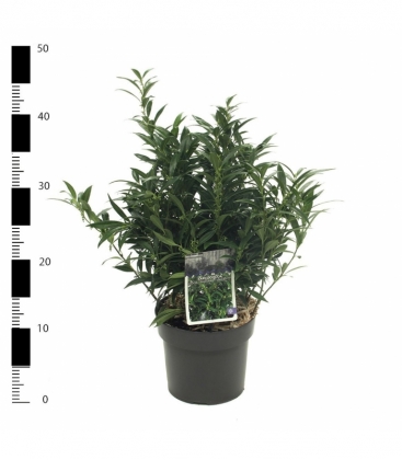 Sarcococca