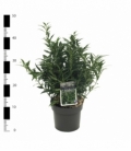 Sarcococca