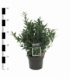 Sarcococca