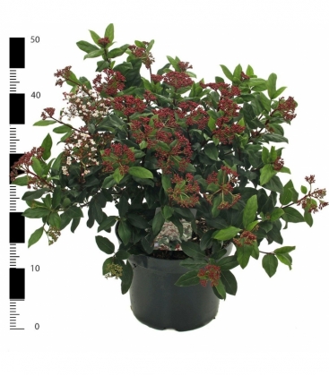 Viburnum