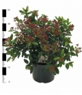 Viburnum