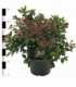 Viburnum