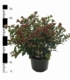 Viburnum