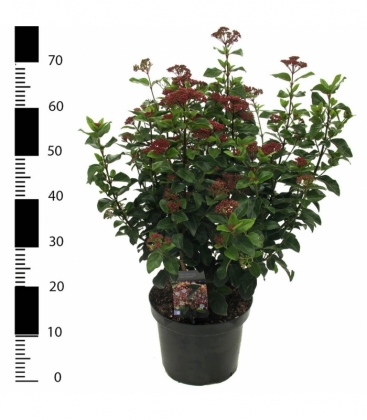 Viburnum