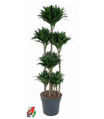 Dracaena