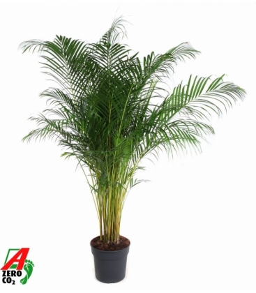 Dypsis