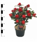 Skimmia