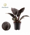 Philodendron