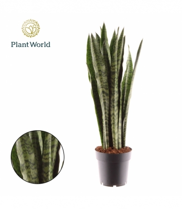Sansevieria