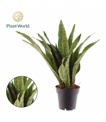 Sansevieria