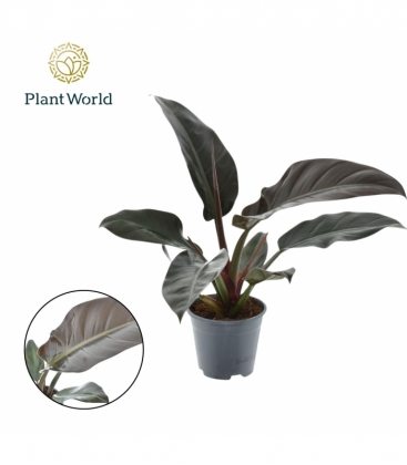 Philodendron