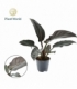 Philodendron