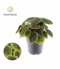 Pilea