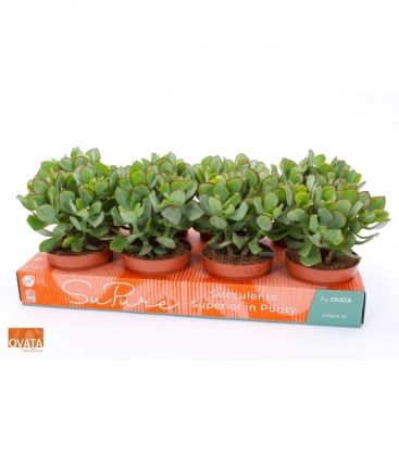 Crassula